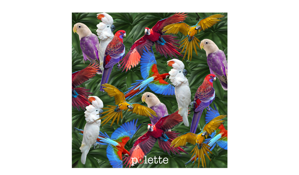 Topical Parrots